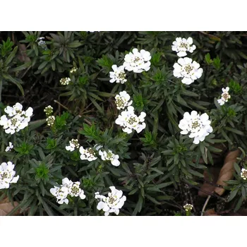 Sazenice Iberka vždyzelená 'Findel' - Iberis sempervirens 'Findel' Balení: kontejner p11