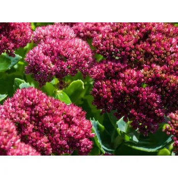 Sazenice Rozchodník nádherný 'Mr. Goodbud' - Sedum spectabile 'Mr. Goodbud' Balení: kontejner p11
