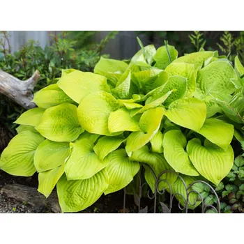 Sazenice Bohyška 'August Moon' - Hosta 'August Moon' Balení: kontejner p12