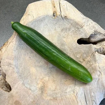 Semeno BIO okurka salátová, min. 1 ks