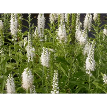 Sazenice Rozrazil virginský 'Alba' - Veronica virginica 'Alba' Balení: kontejner p11