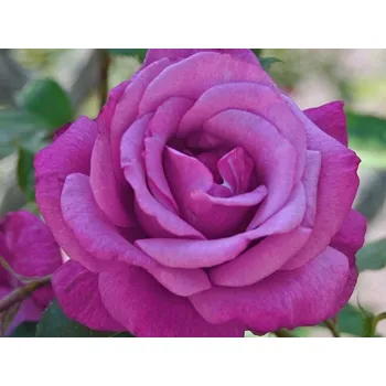 Sazenice Růže 'Lila Wunder' Balení: kontejner C2