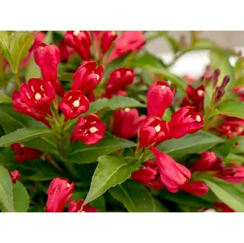 Sazenice Vajgélie květnatá 'All Summer Red' Balení: kontejner p9