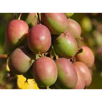 Sazenice Kiwi 'Weiki' samice Balení: kontejner C2
