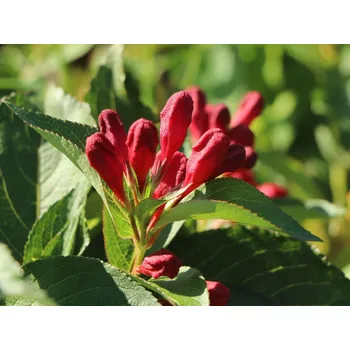 Sazenice Vajgélie květnatá 'Cherry Love' Balení: kontejner C3