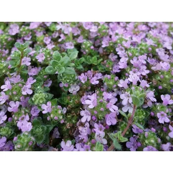 Sazenice Mateřídouška úzkolistá 'Elfin' kontejner p9