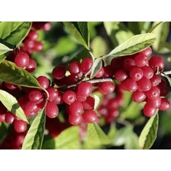 Sazenice Hlošina okoličnatá 'Pointilla Amoroso' kontejner C2