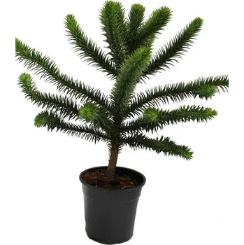 Sazenice Blahočet čilský kontejner p19