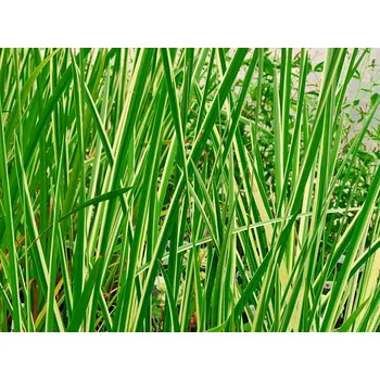 Sazenice Puškvorec obecný 'Variegatus' - Acorus calamus 'Variegatus' Balení: kontejner p9