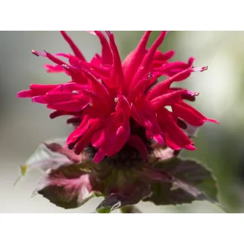 Sazenice Zavinutka zahradní 'Fireball' - Monarda hybridy 'Fireball' Balení: kontejner p11