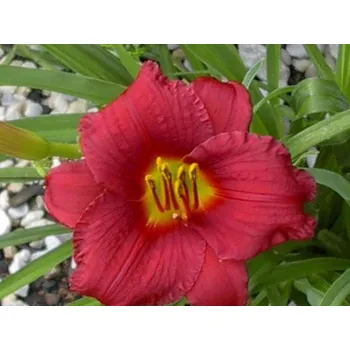 Sazenice Denivka 'Pardon Me' - Hemerocallis 'Pardon Me' Balení: kontejner C2