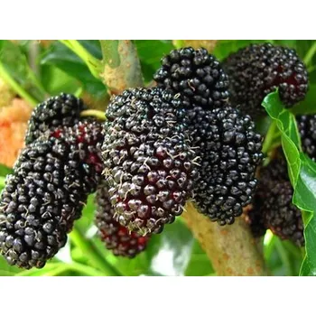 Sazenice Moruše černá Balení: kontejner p9, Tvar: keř/strom