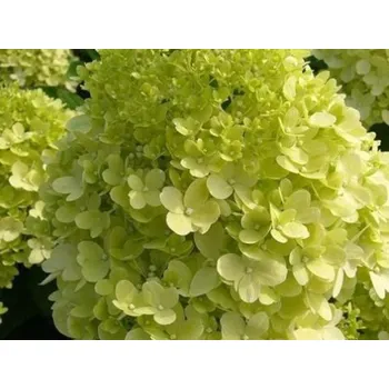 Sazenice Hortenzie latnatá 'Candlelight®' Balení: kontejner C3