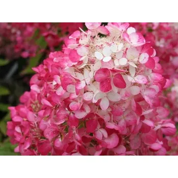 Sazenice Hortenzie latnatá Diamant Rouge 'Rendia' PBR Balení: kontejner C3