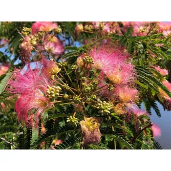 Sazenice Albízie růžová Balení: kontejner C18