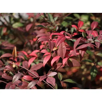 Sazenice Nandina domácí 'Red Dragon' PBR Balení: kontejner p12