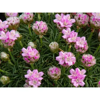 Sazenice Trávnička trsnatá 'Brno' - Armeria juniperifolia 'Brno' Balení: kontejner p9