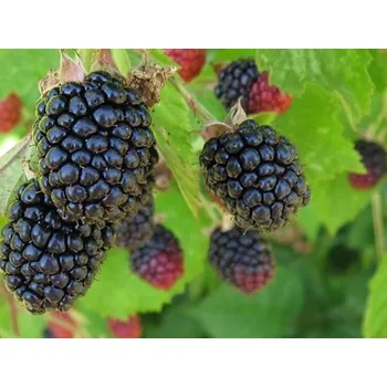 Sazenice Ostružiník 'Triple Crown' Balení: kontejner p9