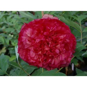 Sazenice Pivoňka dřevitá 'Satin Rouge'