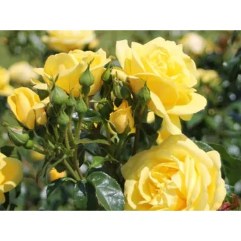 Sazenice Růže 'Emil Nolde®' Balení: kontejner C2