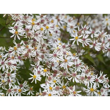 Sazenice Hvězdnice rozkladitá 'Tradescant' - Aster divaricatus 'Tradescant' Balení: kontejner p11