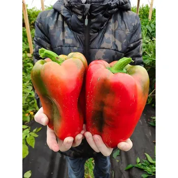 Sadbovač Sazenice Bajka