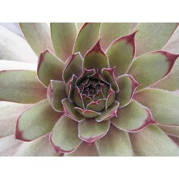 Sazenice Netřesk x hybr. 'Red Beauty' - Sempervivum x hybr. 'Red Beauty'