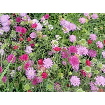 Sazenice Chrastavec makedonský 'Melton Pastels' - Knautia macedonica 'Melton Pastels' Balení: kontejner p9