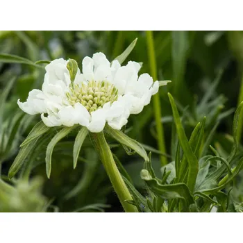 Sazenice Hlaváč kavkazský 'Perfecta Alba' - Scabiosa caucasia 'Perfecta Alba' Balení: kontejner p11