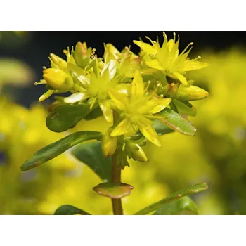 Sazenice Rozchodník kamčatský - Sedum kamtschaticum Balení: kontejner p9