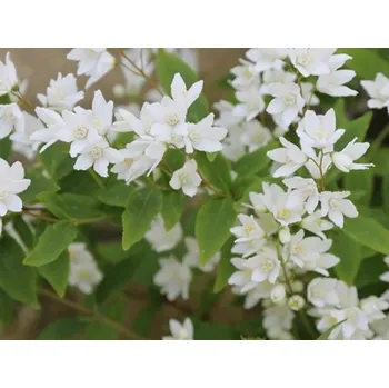 Sazenice Trojpuk něžný 'Nikko'