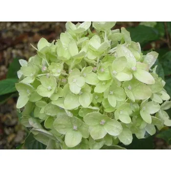 Sazenice Hortenzie latnatá Little Lime 'Jane' PBR Balení: kontejner C3