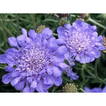 Sazenice Hlaváč x hybr. 'Butterfly Blue' - Scabiosa x hybr. 'Butterfly Blue' Balení: kontejner C2