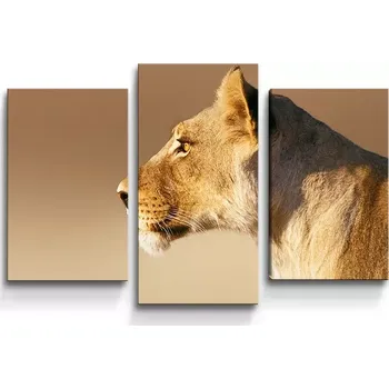 Obraz Sablio Obraz - 3-dílný Lvice 2 - 75x50 cm