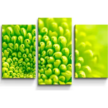 Obraz Sablio Obraz - 3-dílný Detail květiny - 75x50 cm