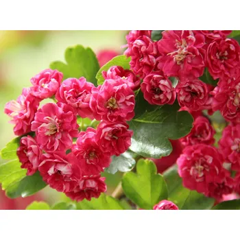 Sazenice Hloh prostřední 'Paul's Scarlet' Balení: kontejner C30, Tvar: OK 10/12