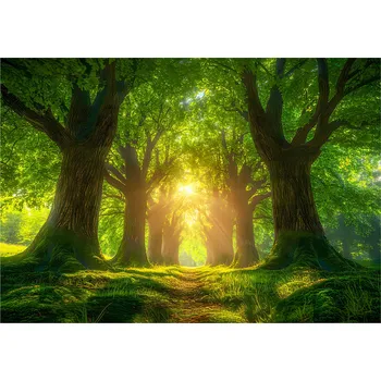 Fototapeta FOTOTAPETA LES STROMY PŘÍRODA SLUNCE TAPETA DO OBÝVÁKU LOŽNICE 368x254