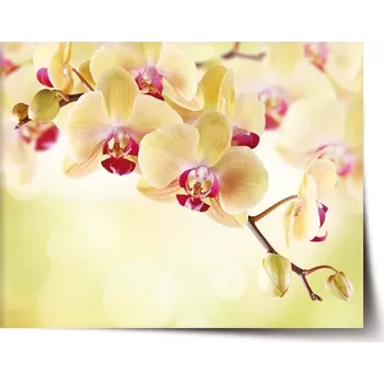 Plakát Sablio Plakát Orchidej 2 - 90x60 cm