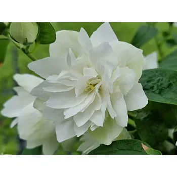 Sazenice Pustoryl 'Pearl of Perfume' Balení: kontejner C3