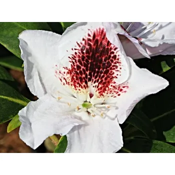 Sazenice Rododendron 'Calsap' Balení: kontejner p9