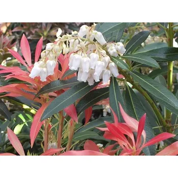 Sazenice Pieris 'Forest Flame' Balení: kontejner C2
