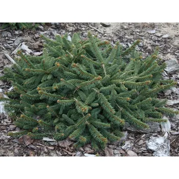 Sazenice Smrk ztepilý 'Procumbens' Balení: kontejner C3/p16