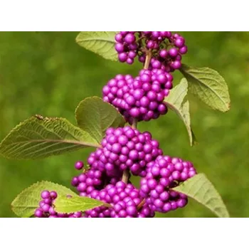 Sazenice Krásnoplodka Bodinierova 'Imperial Pearl®' Balení: kontejner C3, Tvar: výška 40-60cm