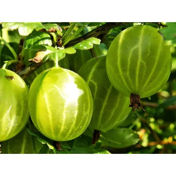 Sazenice Angrešt 'Hinnonmaki Green' Balení: kontejner p9