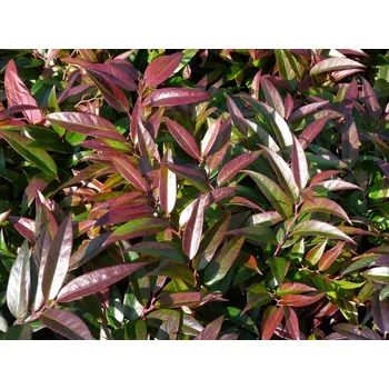 Sazenice Leucotoe 'Royal Ruby' Balení: kontejner C2