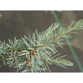 Sazenice Cedr himalájský 'Eisregen'