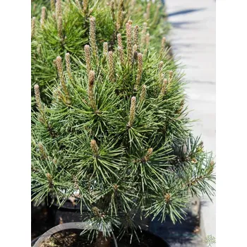 Sazenice Borovice kleč 'Mops' Balení: kontejner C5