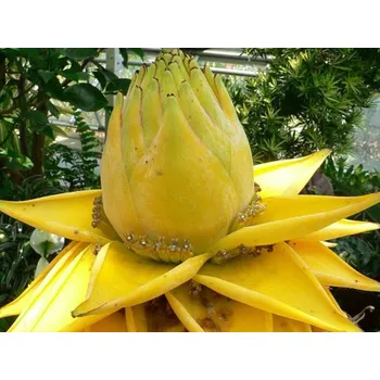 Sazenice Banánovník lotosový Balení: kontejner p24, Tvar: výška 60-80cm