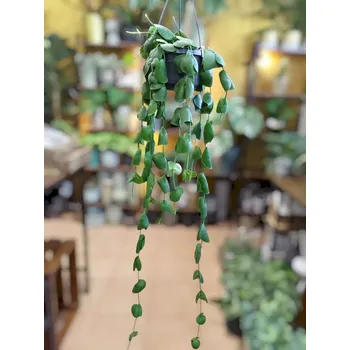 Dischidia Nummularia (Dischidia Platyphylla)