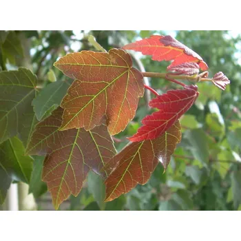 Sazenice Javor červený 'Summer Red' Balení: kontejner C7
